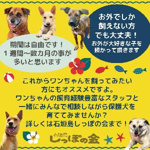 【しっぽの会】譲渡会