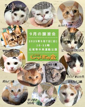 【しっぽの会】譲渡会