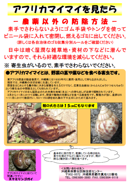 アフリカマイマイチラシ