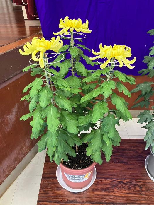 菊