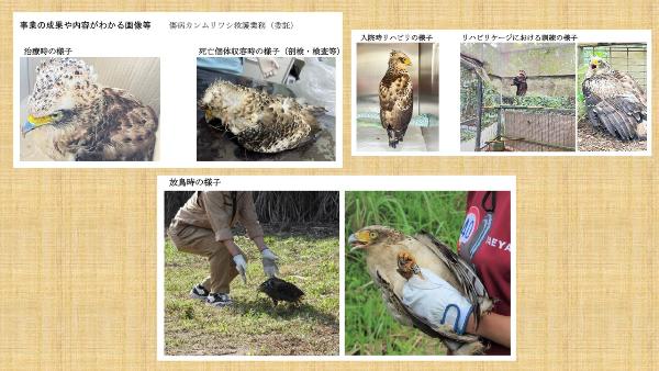 カンムリワシ救護の様子