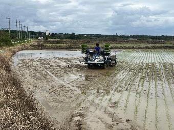 主食用米の植付け