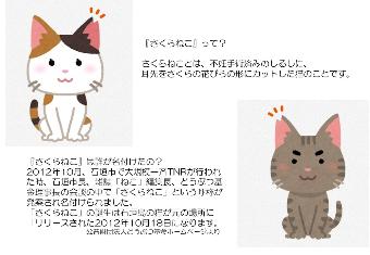 さくらねこって？
