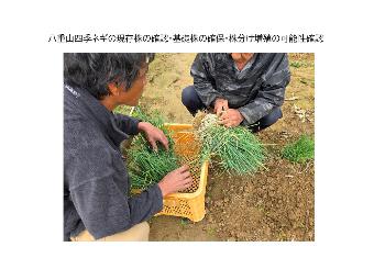八重山四季ネギの現存株の確認作業