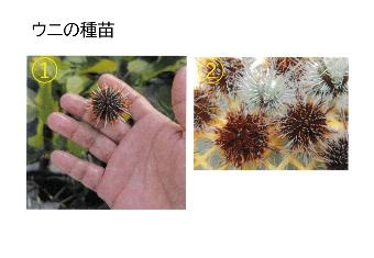 ウニの種苗