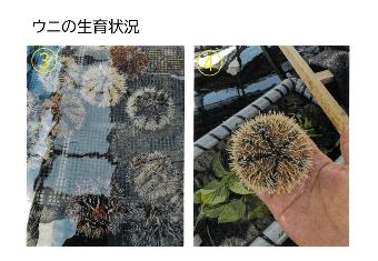 ウニの生育状況